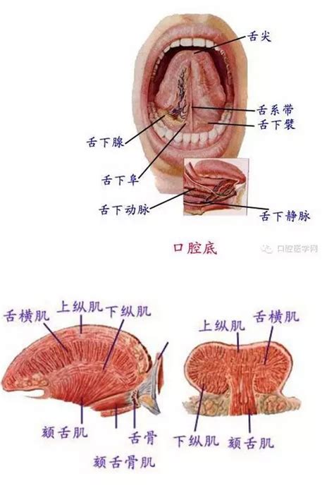 下面的嘴